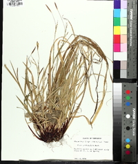 Carex purpurifera image