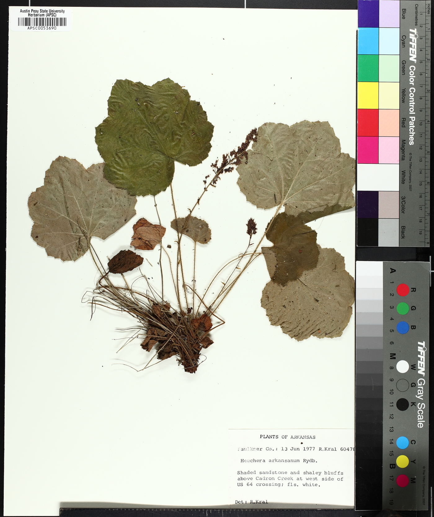 Heuchera arkansana image