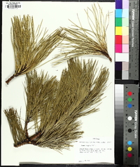 Pinus rigida image