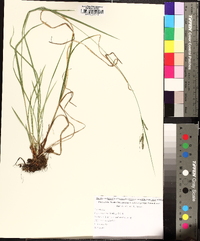 Carex virescens image