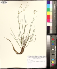 Juncus debilis image