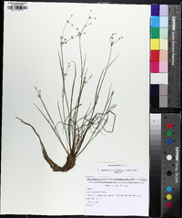 Juncus debilis image