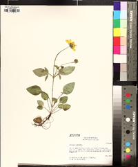 Coreopsis auriculata image