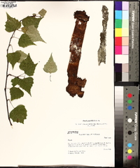 Betula populifolia image