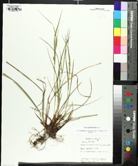 Carex planispicata image