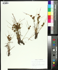 Cyperus squarrosus image