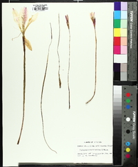 Zephyranthes treatiae image