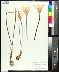 Zephyranthes treatiae image