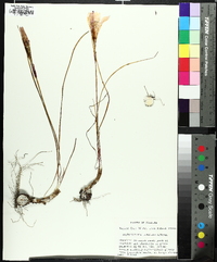 Zephyranthes treatiae image