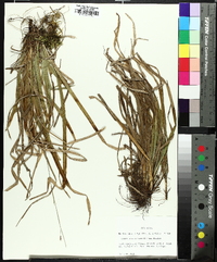 Carex austrocaroliniana image