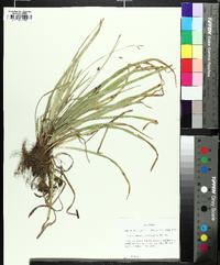 Carex austrocaroliniana image