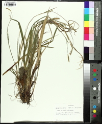 Carex purpurifera image