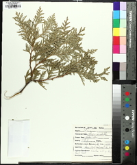 Thuja occidentalis image