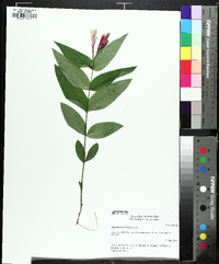 Spigelia marilandica image