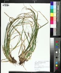 Carex picta image