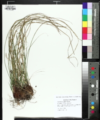 Carex nigromarginata image