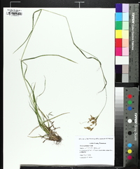 Scirpus pendulus image