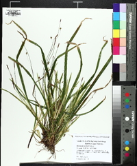 Carex austrocaroliniana image