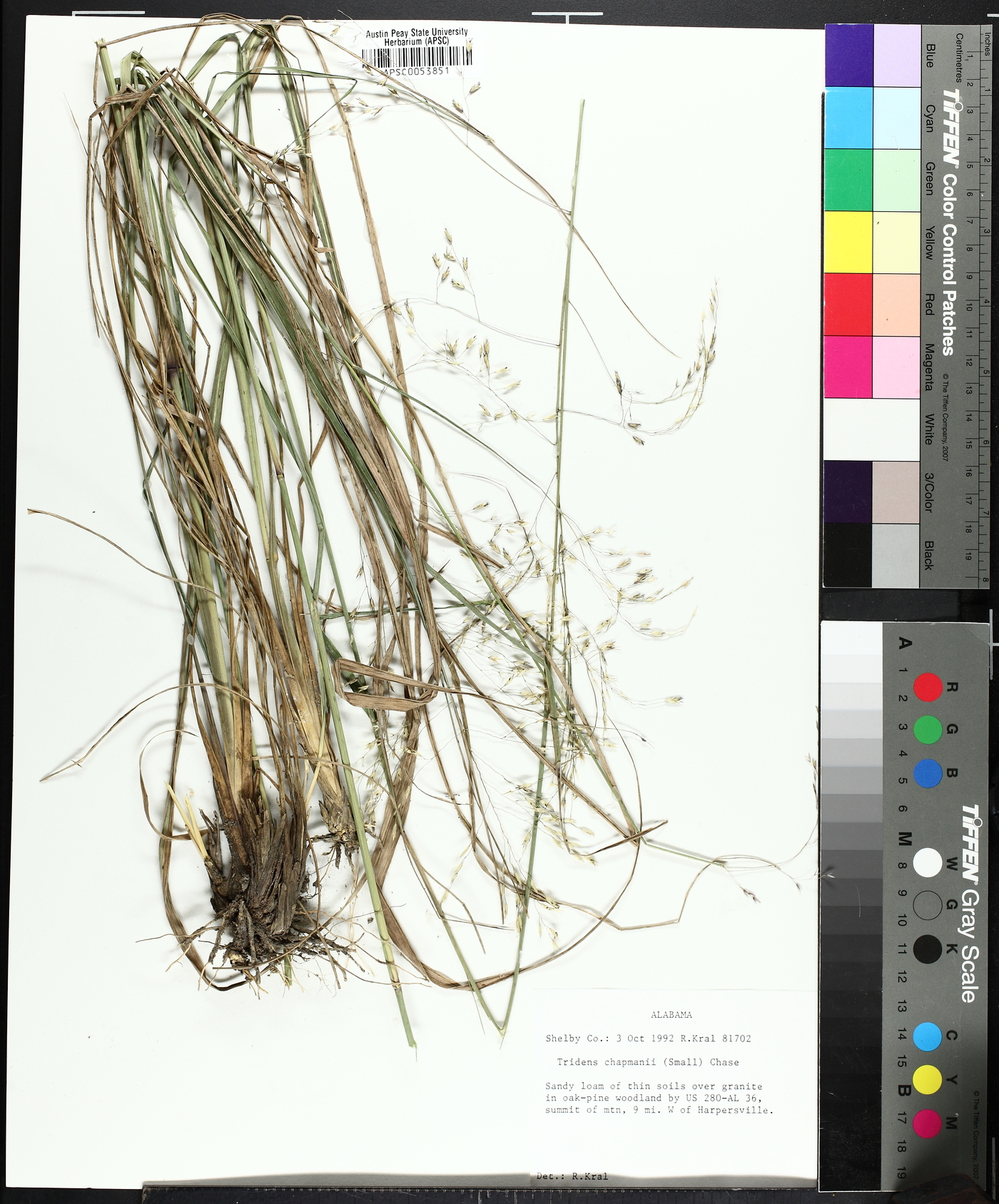 Tridens chapmanii image