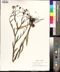 Helenium flexuosum image