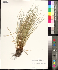 Carex jamesii image