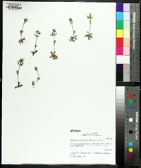 Houstonia canadensis image