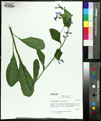 Mertensia virginica image