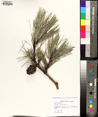 Pinus echinata image