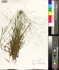 Kellochloa verrucosa image