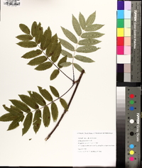 Sorbus americana image