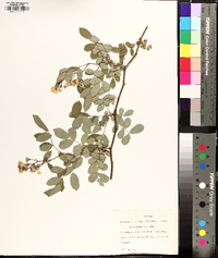 Rosa multiflora image