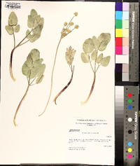 Lomatium nudicaule image