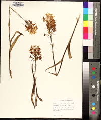 Platanthera ciliaris image