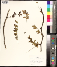 Gleditsia aquatica image