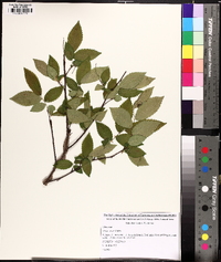 Ulmus alata image