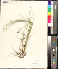 Carex radiata image