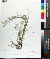 Carex radiata image