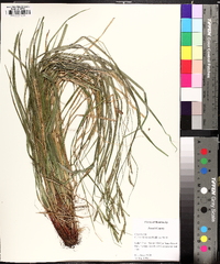 Carex virescens image