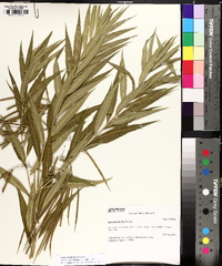 Amsonia illustris image