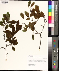 Ilex mucronata image