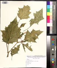 Datura stramonium image