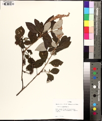 Clethra tomentosa image