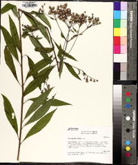 Vernonia flaccidifolia image