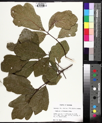 Quercus arkansana image