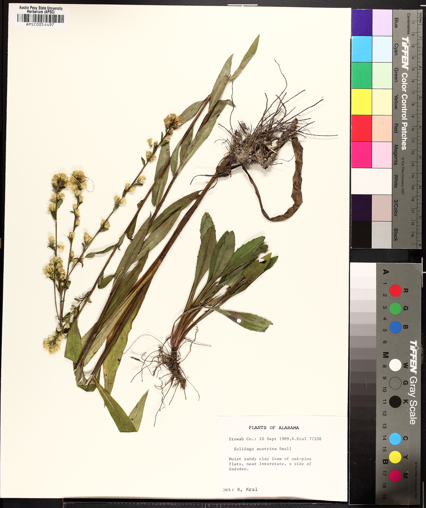 Solidago austrina image