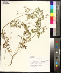 Chaerophyllum procumbens image