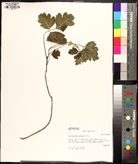 Toxicodendron pubescens image