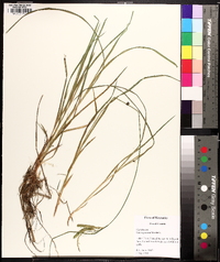 Carex prasina image