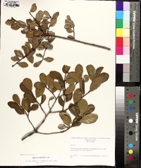 Quercus myrtifolia image