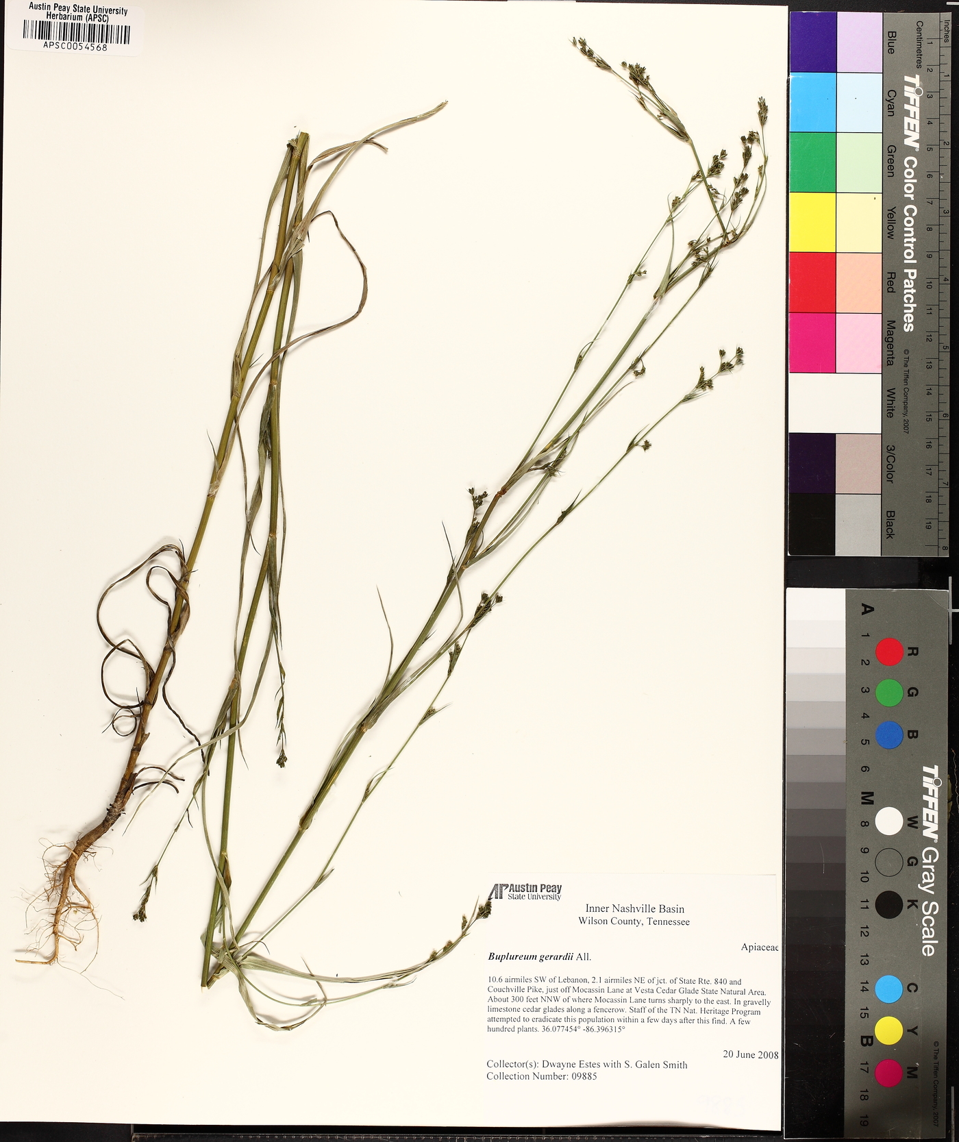 Bupleurum virgatum image
